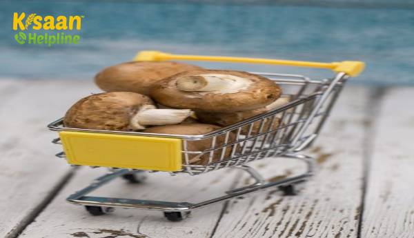 सीखें कि मशरूम को किस तरह से उगाया जाए, जो स्टोर से लाया जाता है सीखें कि मशरूम को किस तरह से उगाया जाए, जो स्टोर से लाया जाता है